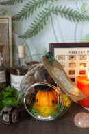 Curcubita sorciarus, Petite sorcière citrouille orange