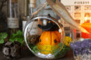 Curcubita sorciarus, Petite sorcière citrouille orange