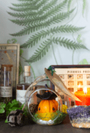 Curcubita sorciarus, Petite sorcière citrouille orange