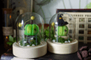 Curcubita pepo, Petite citrouille verte