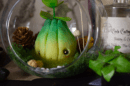 Flos bulbus, bulbe des jardins