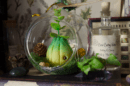 Flos bulbus, bulbe des jardins