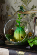 Flos bulbus, bulbe des jardins
