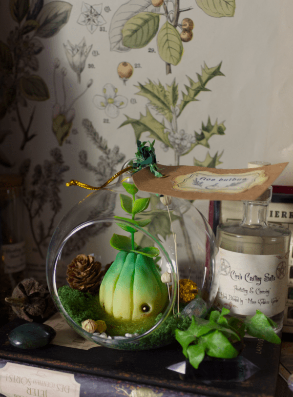 Flos bulbus, bulbe des jardins – Image 2