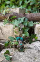 Pendentif arbre de vie "Craobh"